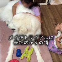 戯れる犬と女の子