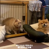 目をそらすわんこ