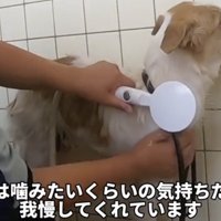 壁に顔を向けながらシャンプーされる犬