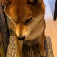 座ったまま下を向く犬