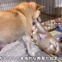 ママと一緒にサークル生活