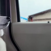 いつものお散歩道へ