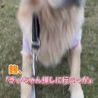 女性の言葉を聞いて立ち上がる犬