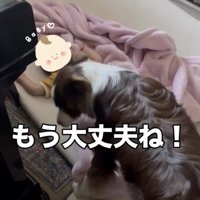 赤ちゃんから離れる犬