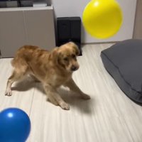 たくさん風船が出てきた時のさらちゃん6