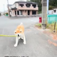 引きずられる秋田犬1