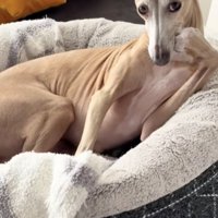 カメラ目線もお手のもの