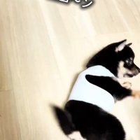 回転したまかお君