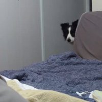 壁の陰から顔を覗かせる白黒模様の犬