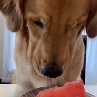 スイカを見つめる暖くん
