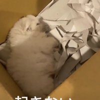 またすぐにウトウト