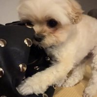 必死なすずめちゃん