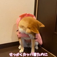 「行かないの？せっかくカッパ着たのに」