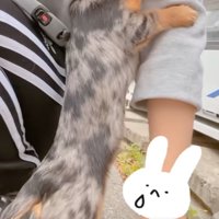犬の下半身