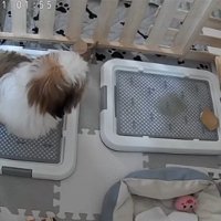 トイレするこた君