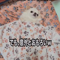 寝転がりながら視線を寄越す犬