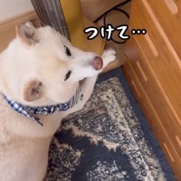 ストーブの横で見上げる犬