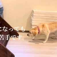 近付いてみるものの…