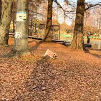 歩き始めた鱈ちゃん