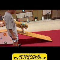 おもちちゃんがアジリティに挑戦