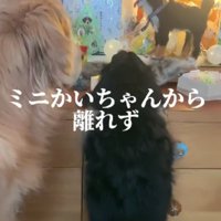 人形の傍から離れない