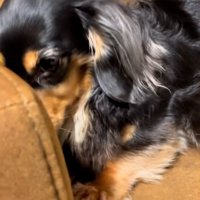 反省するまるちゃん