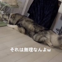 伏せて顔を入れる犬