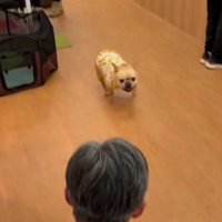 男性のところへ走り出す犬