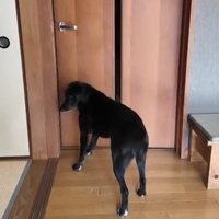ドアの隙間からのぞこうとする犬