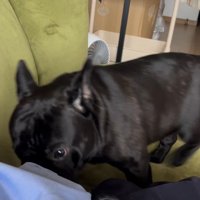 お留守番を察したジェットくん