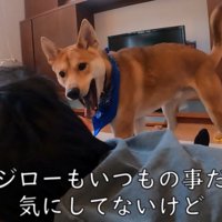プロレスごっこ中に「助けてー！」と言ったら…