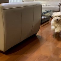 走ってくるワンコ