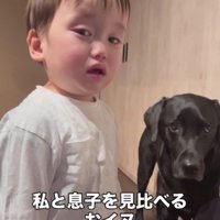 ママと男の子の機嫌を伺うどん兵衛ちゃん