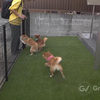 大はしゃぎの2匹