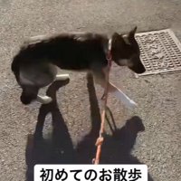しっぽを下げて、警戒しながらお散歩