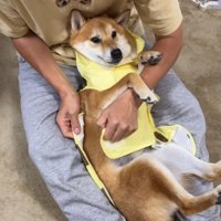 カッパを着せる間、無抵抗のボブくん