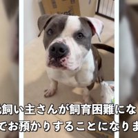 アメリカンブリーのレンちゃん
