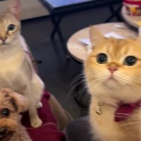 おやつを食べていたら