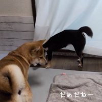 諦めるこむぎくん