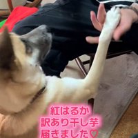 飼い主の手に右前足を乗せる犬