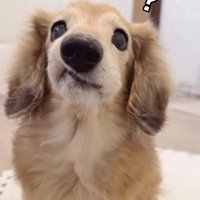 「いちごはどこに行ったの？」