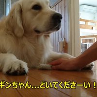 頑なに動きません