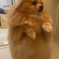 「ママ、助けて～」