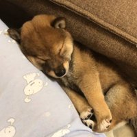 布団の隙間に挟まって眠る子犬