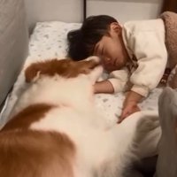 息子さんの顔を舐めるラスカルくん