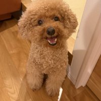 ニコニコ