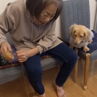 おばあちゃんの手元を見つめる犬