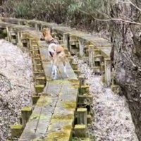 森の奥を見つめる立ち耳の犬