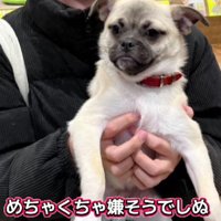 抱っこが嫌そう…
