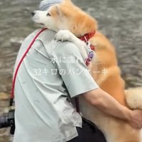 パパの肩に手をかけるおはるちゃん